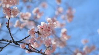 ご近所写真さんぽとさくらねこたち(写真散歩・春5)