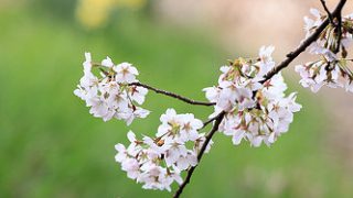続・ふじみ野さくらパトロールお花見さんぽ(春・8)