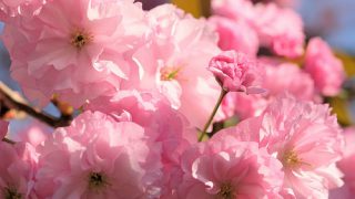 ふじみ野写真散歩と猫歩き(春・10)