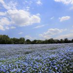 森の先のネモフィラの丘へ(写真散歩・春12)