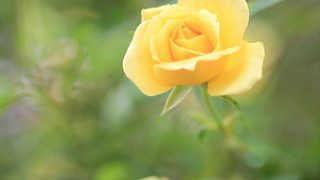 朝の雫をまとった季節の花たち(写真散歩・春18)