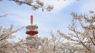 今年最後のお花見は航空公園にて(写真散歩・春14)