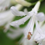 梅雨らしい日になりました。雫と花たち(ふじみ野写真散歩・夏6)