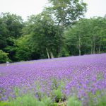たんばら高原で、ラベンダーと雫に会ってきました(写真散歩・夏16)