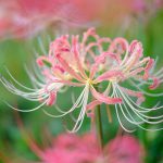 今年初の彼岸花は、赤・白・ピンク・黄色いろとりどり。(写真散歩・秋1)