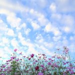 コスモスとうろこ雲、秋の花たち。(写真さんぽ・秋8)