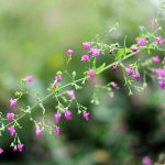 ふかや緑の王国(写真散歩・秋9)