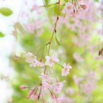 白い花さんぽ(ふじみ野写真散歩・春5)