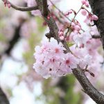 お花見写真さんぽ(ふじみ野写真さんぽの会vol.21)とパン屋さん巡り