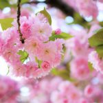 ふじみ野写真さんぽ・手毬のような八重桜