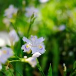 小川町で写真さんぽとたけのこ掘りと山菜摘み