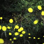 秩父ヒメボタルの夕べ