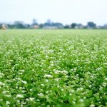 週末の「あさんぽ」は、三芳蕎麦畑。ついでにやっぱり曼殊沙華