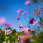 快晴の下のコスモスと、曇り空のコスモス。埼玉と長野で秋桜さんぽ