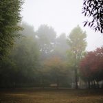 霧の朝の写真さんぽは、蜘蛛の糸に魅せられるの巻き