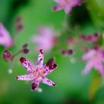 週末あさんぽ。日の出さんぽからの秋の花探し