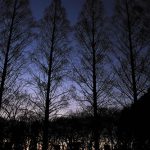 夜明けのあさんぽ。細い細い月とメタセコイア