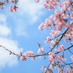 春を感じる「河津桜」と、2月の花たち