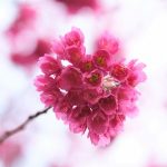 ふじみ野写真さんぽ「ピンクの花たち」と「ソメイヨシノ」咲き始め