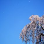 地蔵院の枝垂れ桜2020(ふじみ野写真さんぽ)
