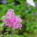 お花盛りの4月の写真さんぽ、最終日。