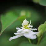 雨上がりの公園さんぽ、お気に入りのドクダミに逢えました。