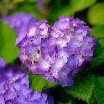 梅雨のご近所写真さんぽ。「ハートの紫陽花」ほか