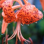 オニユリ・サルスベリ・・・瑞々しい夏の花たち