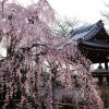 ふじみ野写真さんぽ・地蔵院の枝垂れ桜（写真散歩・春6）