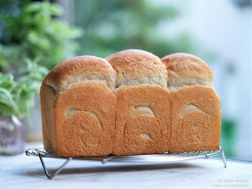 うどん粉（地粉）の農林61号でパン。サワードゥの「ホワイトブレッド